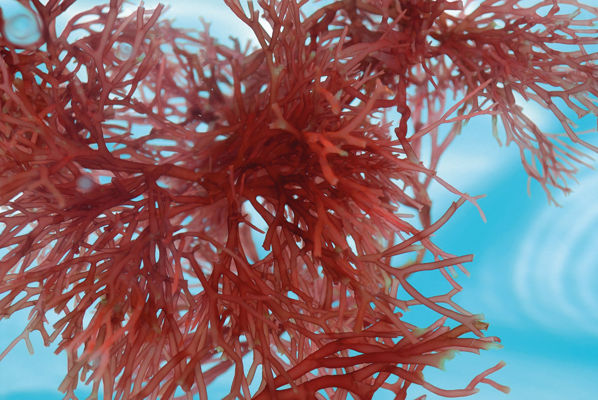 Extrait d'algues rouges