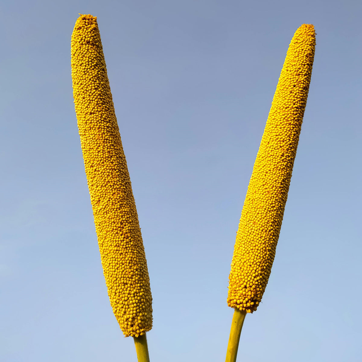 Sorgo